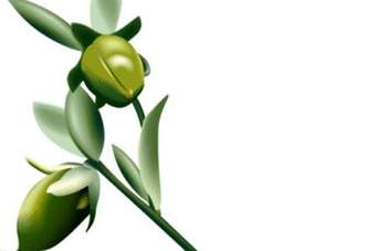 jojoba oil