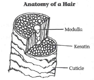 anatomy of a hair